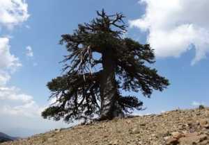 Στην Πίνδο το γηραιότερο δέντρο της Ευρώπης ηλικίας 1.075 ετών