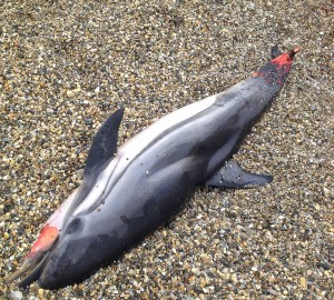 Νεκρό δελφίνι στην Πελασγία
