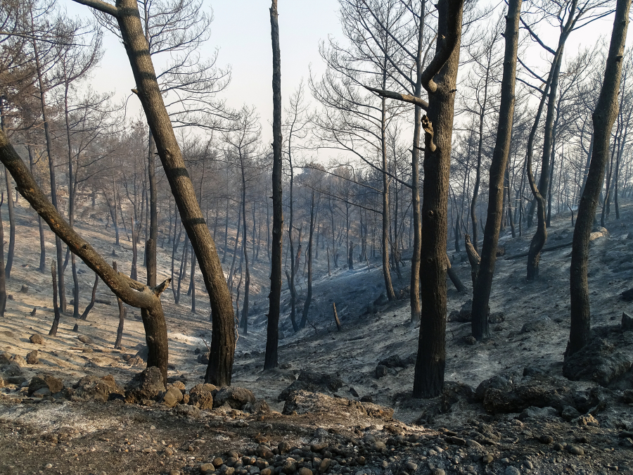 Ανεξέλεγκτη φωτιά στη Ρόδο: Kαίγεται πυκνό δάσος με πεύκα, έχει απλωθεί σε πολλά μέτωπα