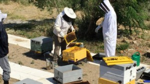 Τη δημιουργία μελισσοκομικού πάρκου στο Γραμματικό εξετάζει η ΠΕ Αττικής