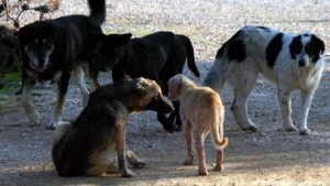 Άγνωστοι δηλητηρίασαν αδέσποτα ζώα στην Κρήτη