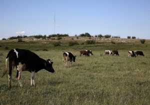 Αγελάδες από την Ολλανδία «απελαύνει» η Τουρκία