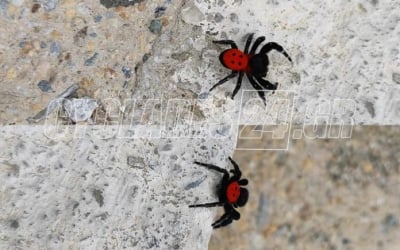H σπάνια μα και εντυπωσιακή αράχνη πασχαλίτσα που βρέθηκε στη Σύρο