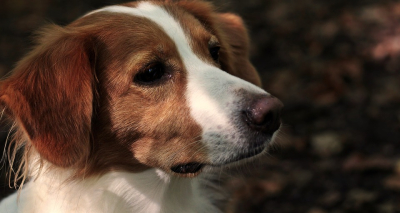 Σκύλος αλά «Χάτσικο» στο Πήλιο: Στεκόταν ακίνητος δίπλα στο νεκρό ιδιοκτήτη του επί 3 ημέρες