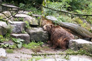 Νεκρή με σφαίρες για αγριογούρουνο, βρέθηκε νεαρή αρκούδα