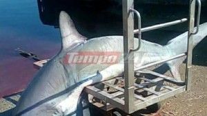 Η ψαριά καρχαρία 200 κιλών στον Πατραϊκό (ΦΩΤΟ)