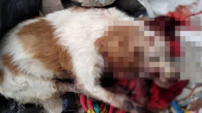 Νέα σοκαριστική δολοφονία σκύλου στην Κρήτη: Τα αίματα στο σκυλόσπιτο δείχνουν ότι βασανίστηκε μέχρι θανάτου