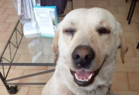Χανιά: Πυροβόλησαν σκύλο στο μάτι, σωτήρια επέμβαση αστυνομικού