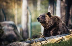 ΥΠΕΝ: Ενέργειες ύστερα από τα περιστατικά θανάτωσης τριών αρκούδων στη Φλώρινα