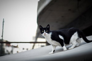Δίποδο τέρας θανάτωσε τέσσερις γάτες στις Σπέτσες - Έρευνες για τον εντοπισμό του