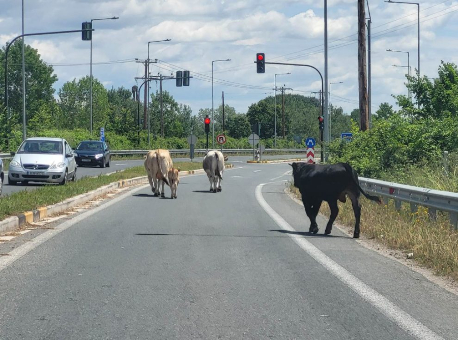 «Μπλόκο» από αγελάδες στην εθνική οδό Τρικάλων