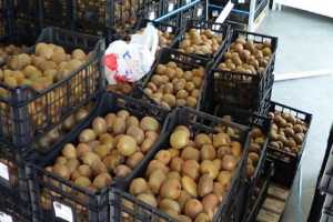 108 τόνοι φρούτων διανέμονται στα σχολεία και τα νηπιαγωγεία Καλαμάτας
