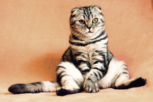 Μύθος πως οι γάτες είναι ψυχρές και απόμακρες - Κι όμως, μπορούν να καταλάβουν πότε έχεις άγχος
