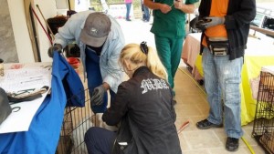 Δωρεάν στειρώσεις αδέσποτων σκύλων στο δήμο Βοΐου