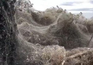 Γιγαντιαίος ιστός αράχνης 1.000 μέτρων στη λίμνη Βιστωνίδα (video)