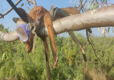 Κτηνωδία στο Σχινιά! Κρέμασαν νεκρή αλεπού με κομμένη ουρά πάνω σε δέντρο με μάσκα και αναπνευστήρα! (εικόνες)