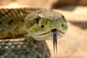 Δάγκωμα από φίδι: Τι κάνουμε αν συμβεί