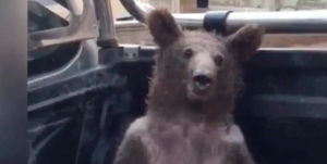 Απίστευτο βίντεο με αρκουδάκι που έφαγε «τρελό μέλι» με παραισθησιογόνες ουσίες