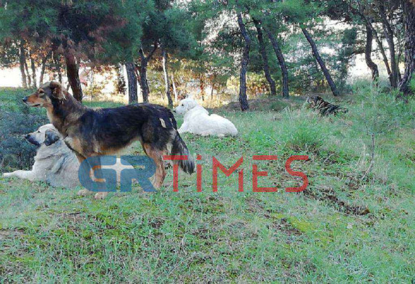 Θεσσαλονίκη: Σκυλιά δάγκωσαν μαθητές σε σχολείο - Πληθαίνουν οι καταγγελίες
