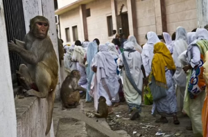 Ινδία: Μαϊμού άρπαξε βρέφος 4 μηνών από τους γονείς του και το πέταξε από ταράτσα