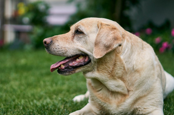 Σκυλιά κατά κορονοϊού: Η όσφρησή τους είναι το πιο γρήγορο τεστ που υπάρχει (video)