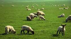 Στο τέλος Νοεμβρίου θα δοθούν τα προσωρινά δικαιώματα στους κτηνοτρόφους για τα βοσκοτόπια