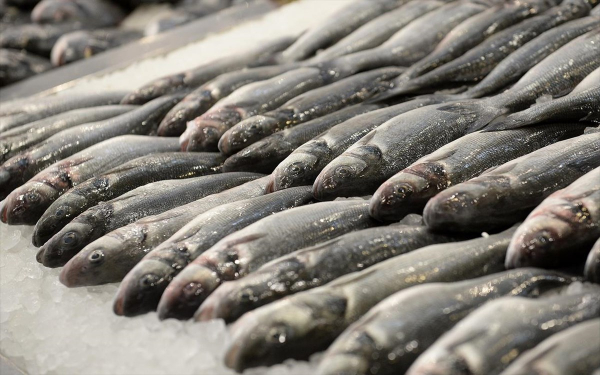 Ηγουμενίτσα: Χιλιάδες νεκρά ψάρια από το ψύχος στην λιμνοθάλασσα Δρεπάνου
