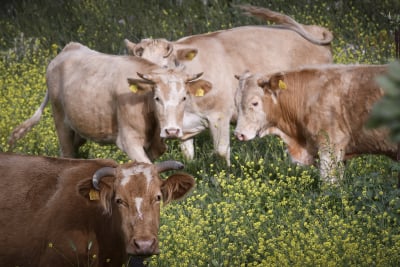 Οι κτηνοτρόφοι προειδοποιούν για έλλειψη γαλακτοκομικών -Aβάσταχτο το κόστος παραγωγής