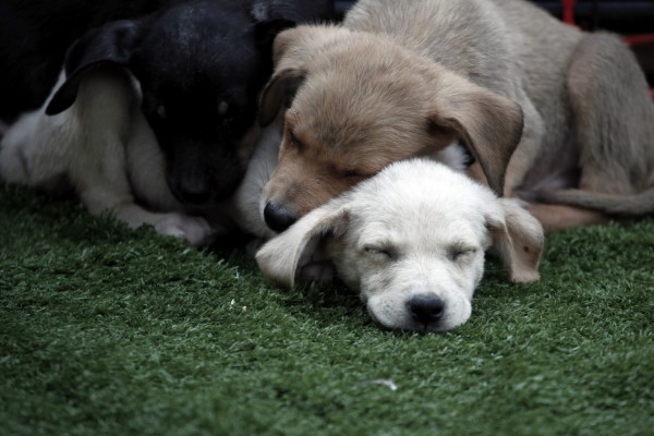 Ηράκλειο: Δηλητηρίασαν πάνω από δέκα σκύλους στη Μυρτιά (φωτογραφίες)