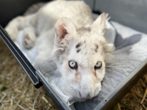 Αττικό Ζωολογικό Πάρκο: Επιστολή φιλόζωων στην Εισαγγελία του Αρείου Πάγου για το τιγράκι