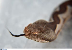 Φίδι σκόρπισε τον πανικό σε νηπιαγωγείο των Ταξιαρχών Τρικάλων