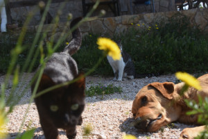 Οι γάτες μεταδίδουν μεταξύ τους τον κορονοϊό, ενώ οι σκύλοι όχι