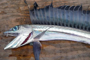 Σε συναγερμό οι ΗΠΑ: Επανεμφανίστηκε ψάρι - «κανίβαλος»