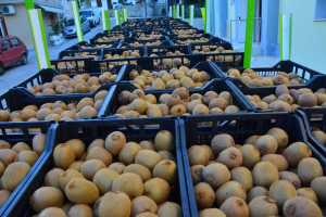 Πάνω από 10 τόνους φρούτα σε δικαιούχους στο Ρέθυμνο