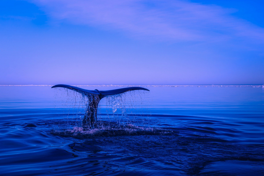 Κλιματική αλλαγή: Τι «σκοτώνει» τη φάλαινα του Βόρειου Ατλαντικού