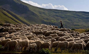 Στα 41 εκατ. ευρώ το κονδύλι οικονομικής κρατικής ενίσχυσης προς τους κτηνοτρόφους