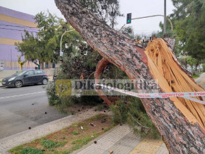 Ισχυροί άνεμοι έριξαν δέντρο στη μέση του δρόμου στην Αργυρούπολη - Κίνδυνος για περαστικούς και ΙΧ (pics)