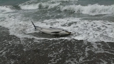 Θλίψη στη Μυτιλήνη: Νεκρό δελφίνι στην παραλία, «xαροπάλευε» για ώρες αβοήθητο (βίντεο)