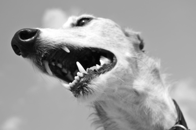 Τρόμος στην Κόρινθο: Αγέλη σκύλων επιτέθηκε σε οικογένεια παραθεριστών - Σοβαρός τραυματισμός για τον πατέρα