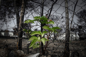 Δημοσιεύτηκε στην Διαύγεια η ΚΥΑ για έκτακτο επίδομα 6000 ευρώ σε όσους τραυματίστηκαν στις πυρκαγιές της Αττικής