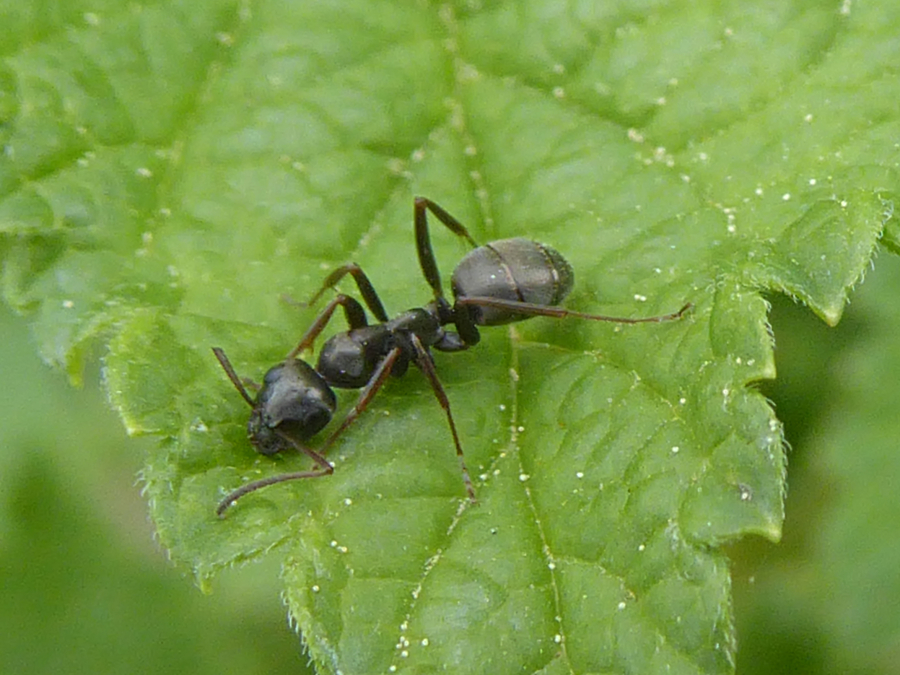 Τα μυρμήγκια μπορούν να μυρίσουν τον καρκίνο