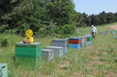 Παρεμβάσεις για τη νοθεία στο μέλι- Νέα πλατφόρμα «e-honey»