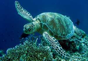 Η παραγωγικότερη χρονιά για τη θαλάσσια χελώνα caretta – caretta