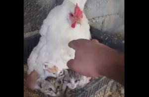 Τρομερές εικόνες από την Κρήτη: Κότα κλωσάει γατάκια για να τα ζεστάνει (εικόνες)