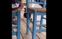 Αιδηψός: Βίντεο σοκ με άντρα που κλώτσησε γάτα στη θάλασσα, την δελέασε με φαγητό -Παρέμβαση Θεοδωρικάκου