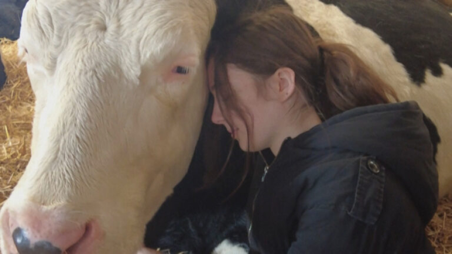«Αισθάνεστε αγχωμένοι; Αγκαλιάστε μια αγελάδα»
