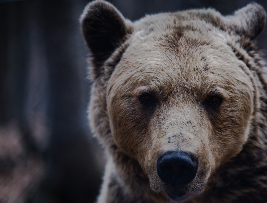 Ξύπνησαν οι αρκούδες στο Νυμφαίο από τη χειμερία νάρκη (βίντεο)