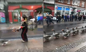 Επικό βίντεο: Χήνες στη Δανία κάνουν παρέλαση σε κεντρικό δρόμο υπό τους ήχους εμβατηρίων