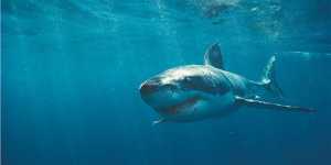 Καρχαρίες επιτίθενται σε φάλαινα και την κατακρεουργούν