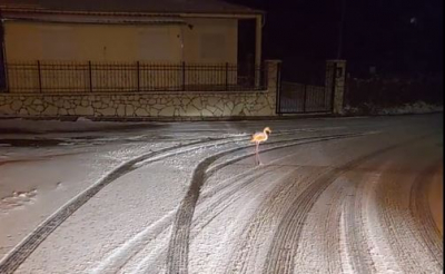 Ασυνήθιστο θέαμα στην Ευρυτανία: Βρέθηκε φλαμίνγκο στα χιόνια